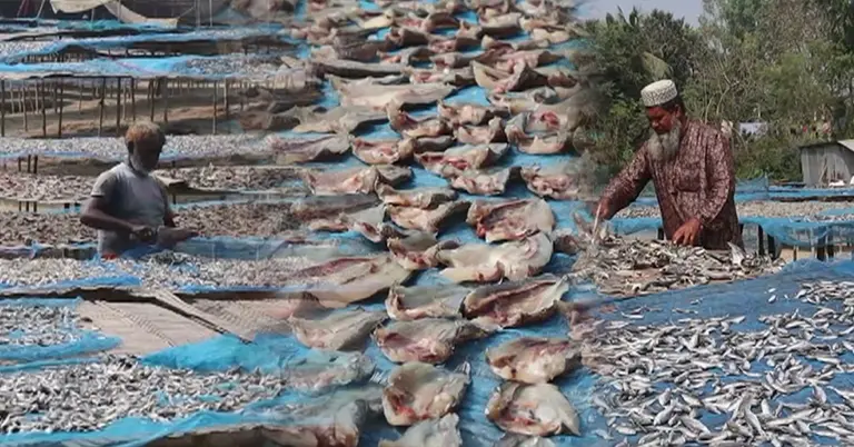 নওগাঁর আত্রাই  উপজেলা কমেছে শুঁটকি উৎপাদন